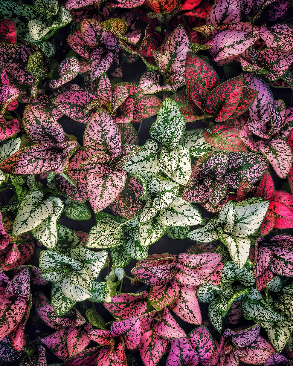 Fittonia
