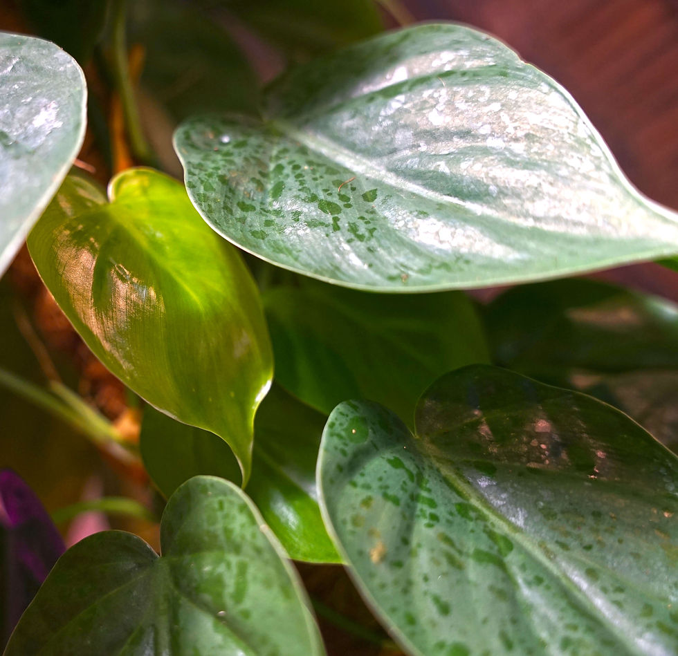 Philodendron Scandens Octavia