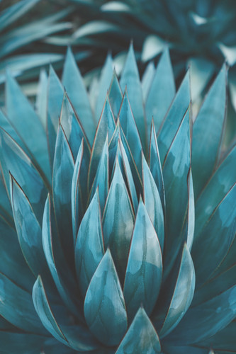 BOTANISCHE FOTOGRAFIE | workshop