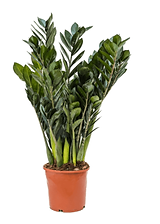 Zamioculcas Raven.png