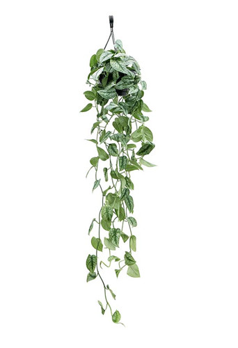 1. Scindapsus Pictus 'Trebie'