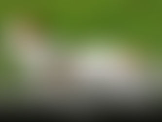 Ultimate Guide to Pet Leash for Wholesale Buyers