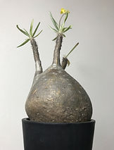 image1(1).jpeg