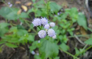 38_pontos de luz.jpg