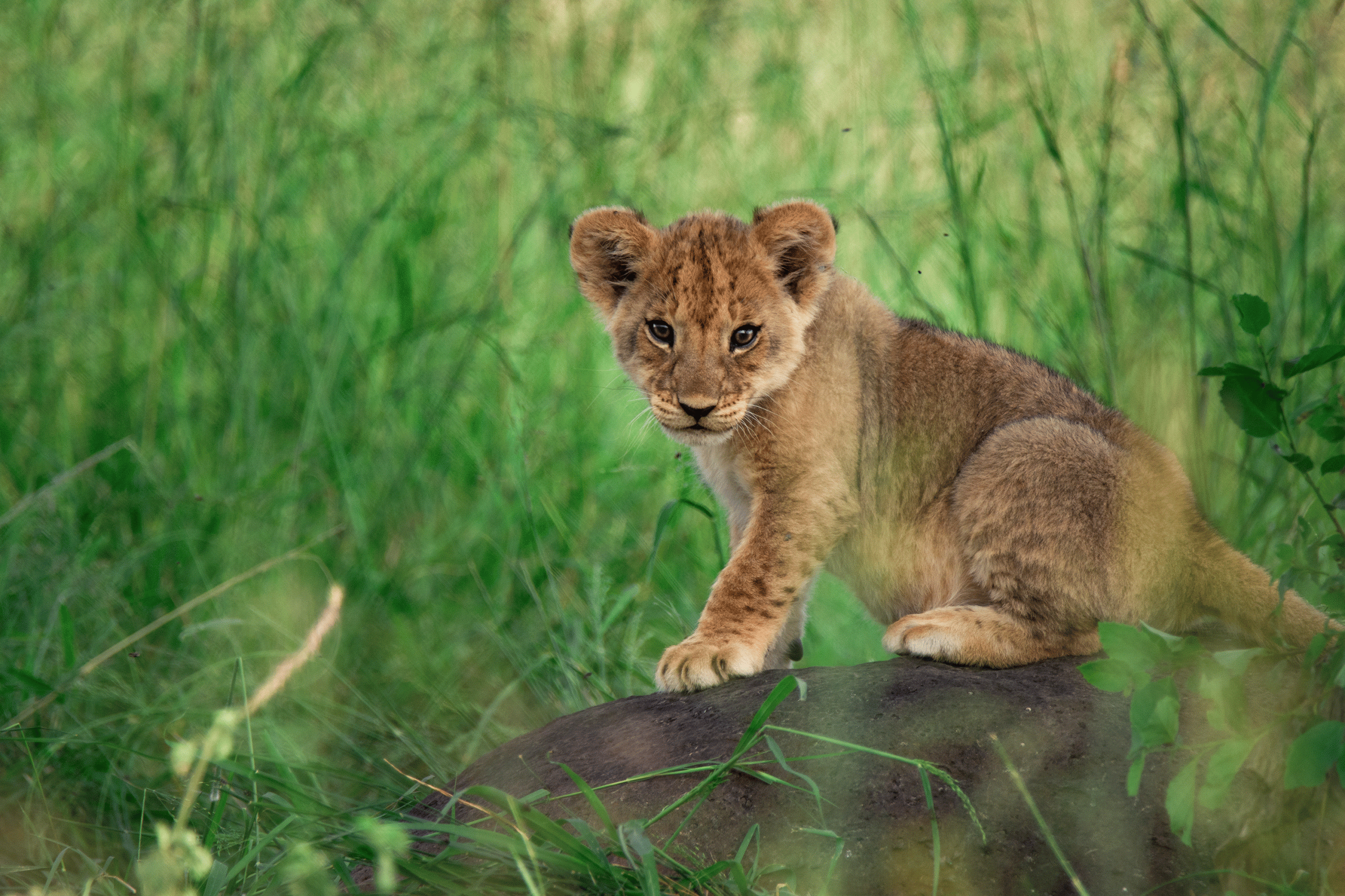lion-cub-in-the-mara.gif