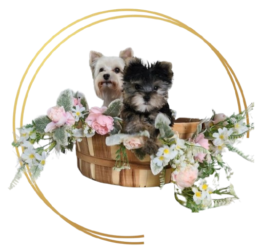 Writer: Parti yorkies of the grove