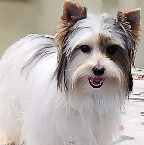 stunning Parti yorkie just finished up with grooming