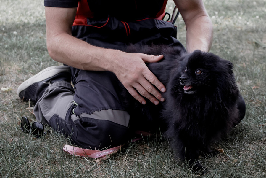 Dog Training Urquhart's Top K9 Services Oshawa