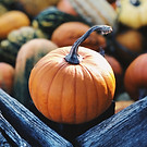Harvest_edited.jpg