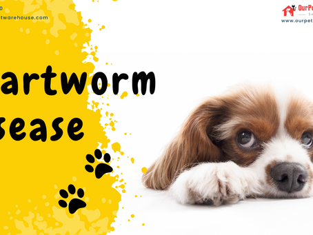 Heartworm Disease in Dogs: Causes, Spread, Treatment, and Prevention