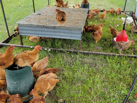 Why We Raise Freedom Ranger Chickens—and Why It Matters