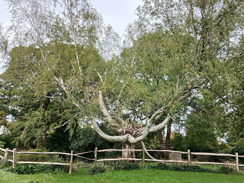 Garden Changes - Farewell to an old friend