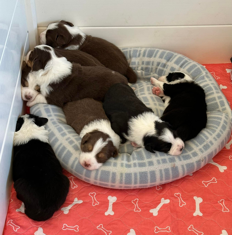 Pup Rise The Science of Raising Resilient Puppies From Birth