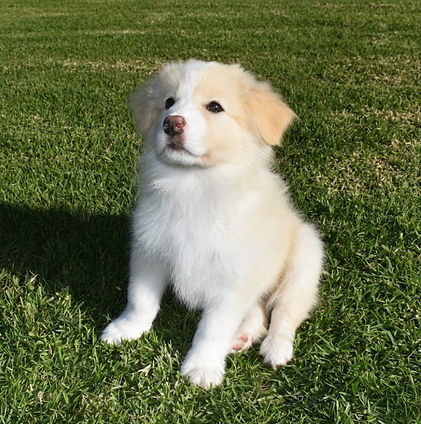 Red & white puppy on grass