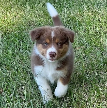 Chocolate tri puppy on grass