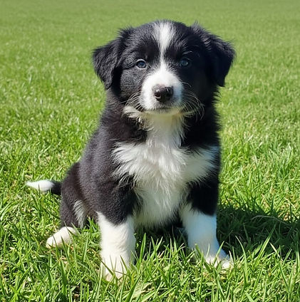 Black & white puppy on grass