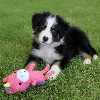 Black tri puppy on grass