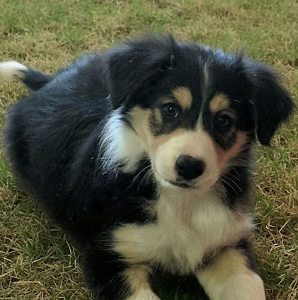 Black tri puppy on grass