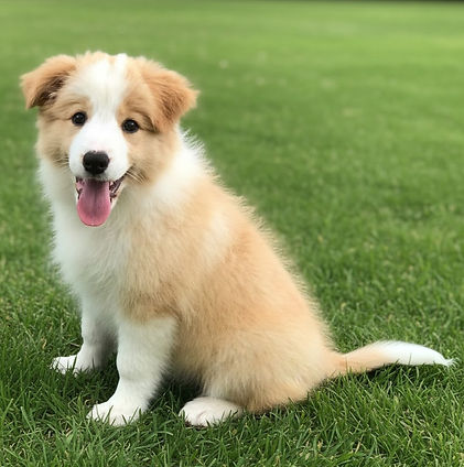 Red & white puppy on grass