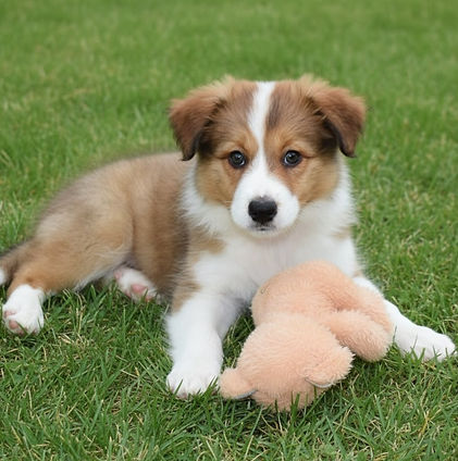 Black sable puppy on grass