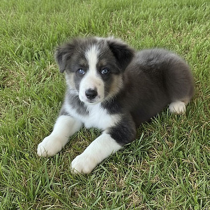 Blue tri puppy on grass