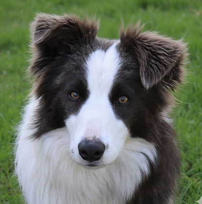 Lexie - blue & white bitch