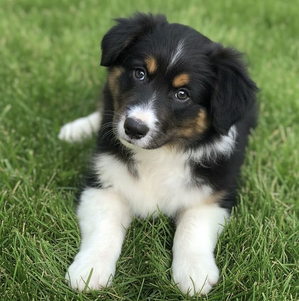 Black tri puppy on grass