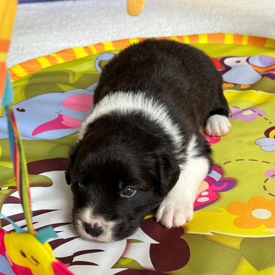 Stress Is Not the Enemy — Dysregulation Is