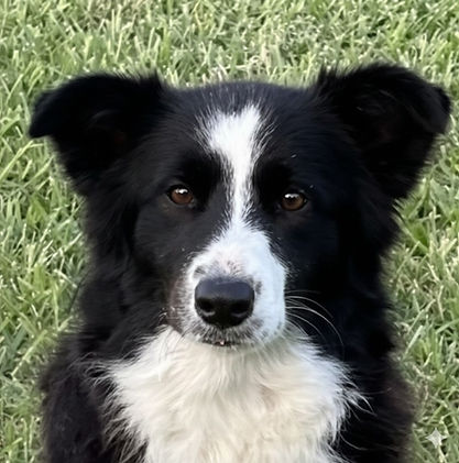 Evie - black & white bitch