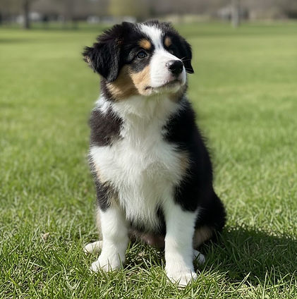 Black tri puppy on grass