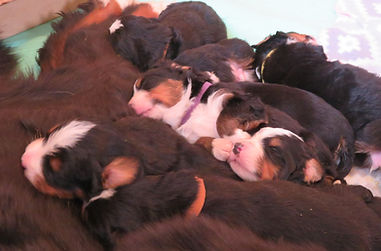 akc bernese