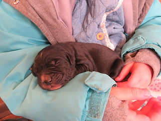newborn puppy
