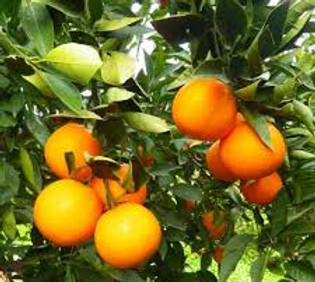 NARANJA