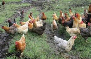GALLINAS.jpg