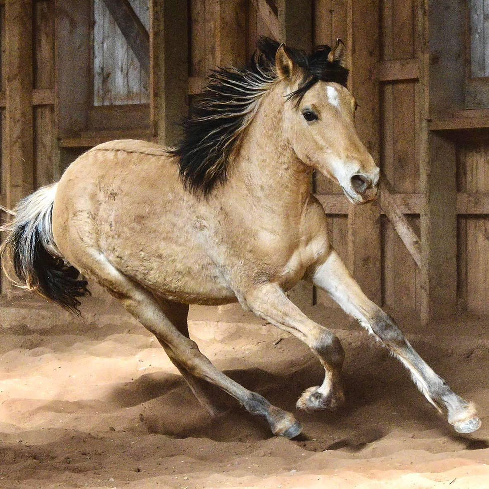 Tango as a yearling