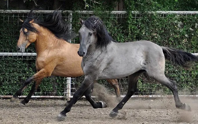 Patron in front at Rancho Bayo