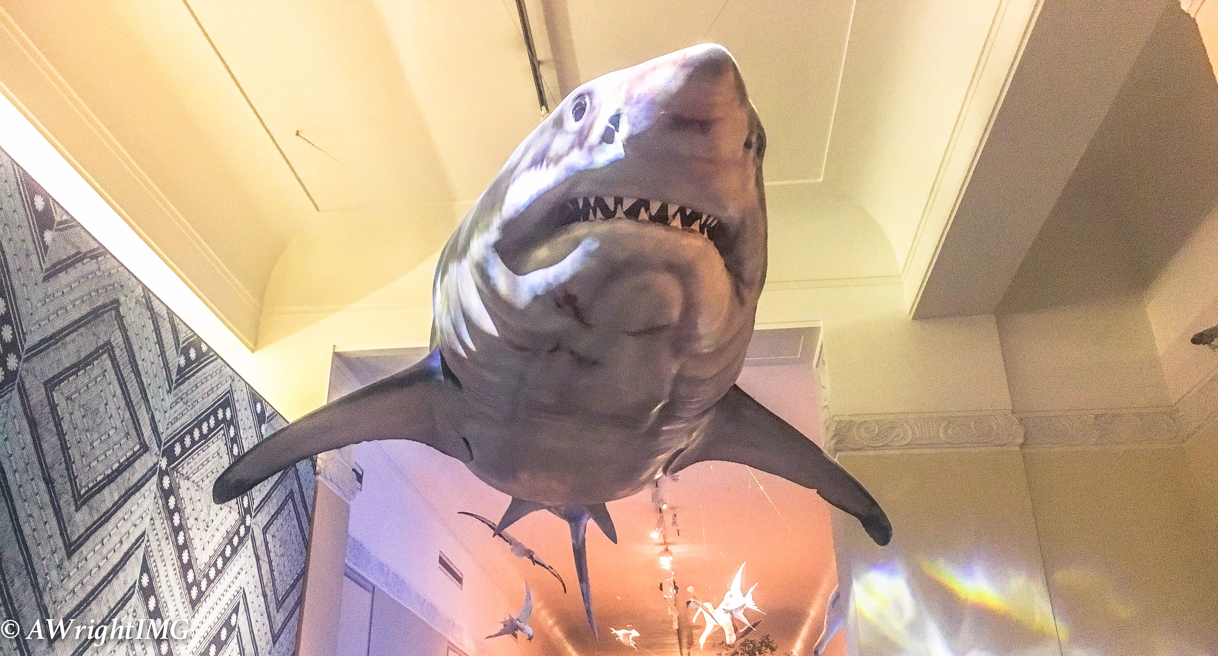 Great White