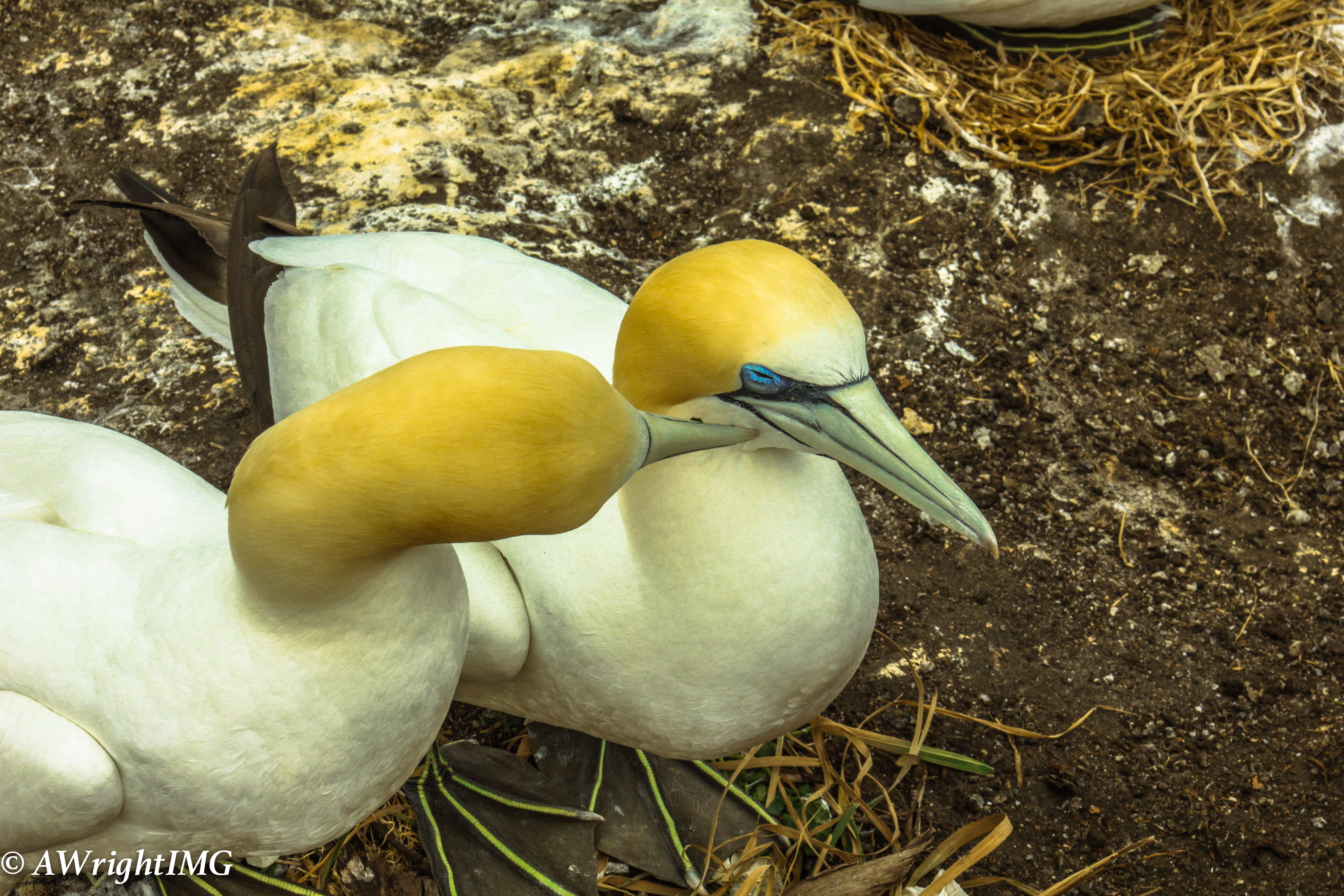 Gannet Love