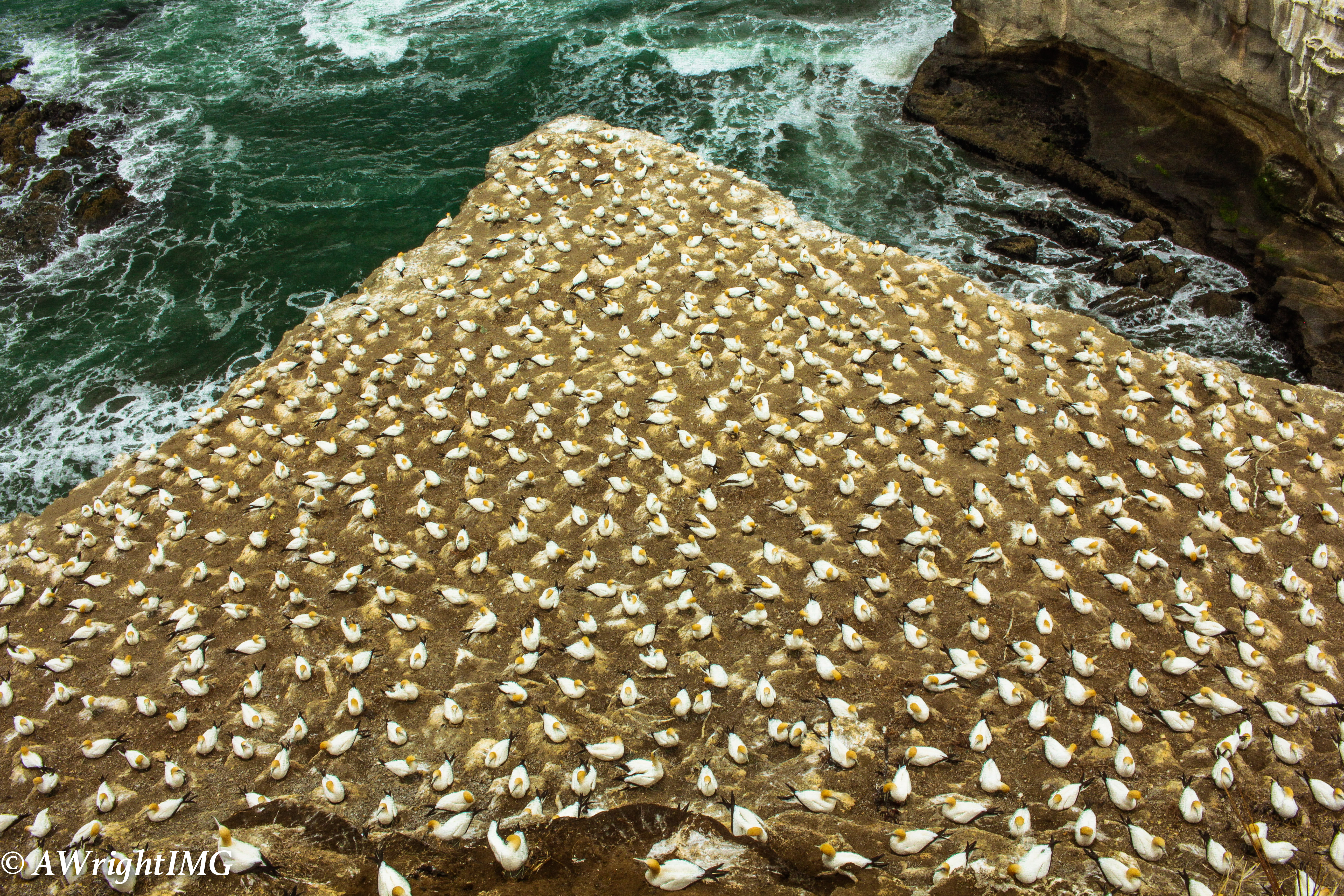 Gannet Swarm
