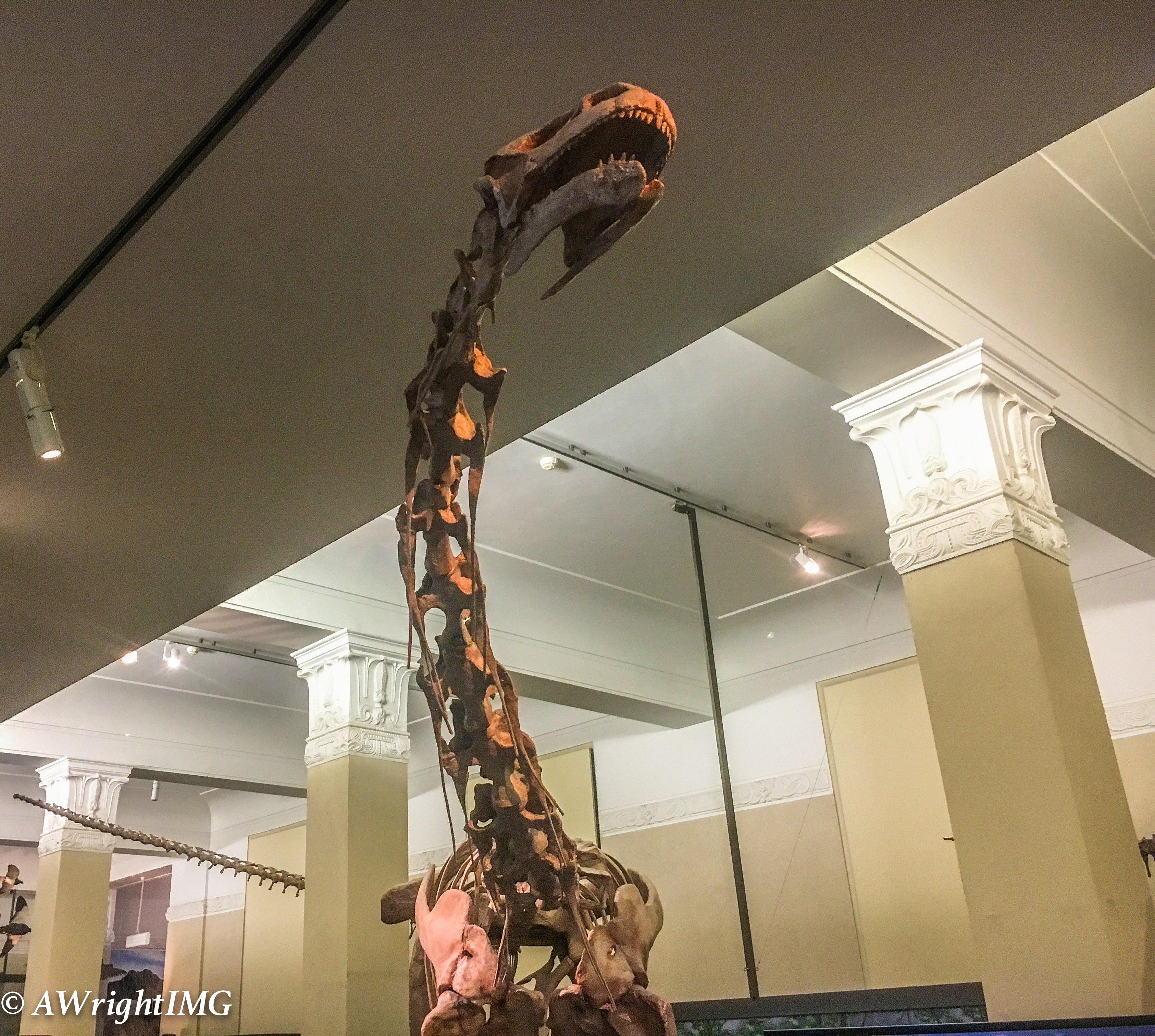Brachiosaurus