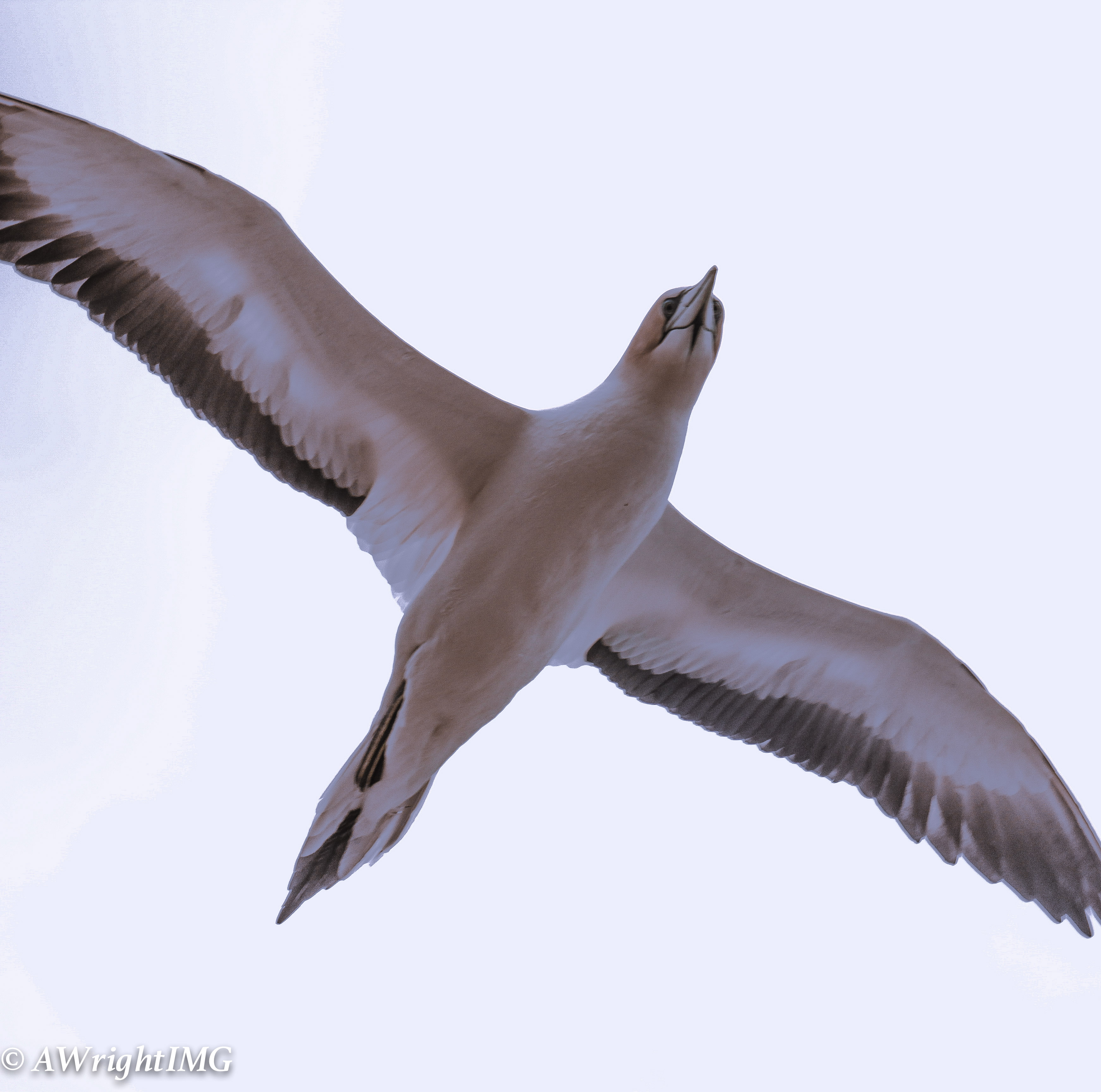 Mid-Flight