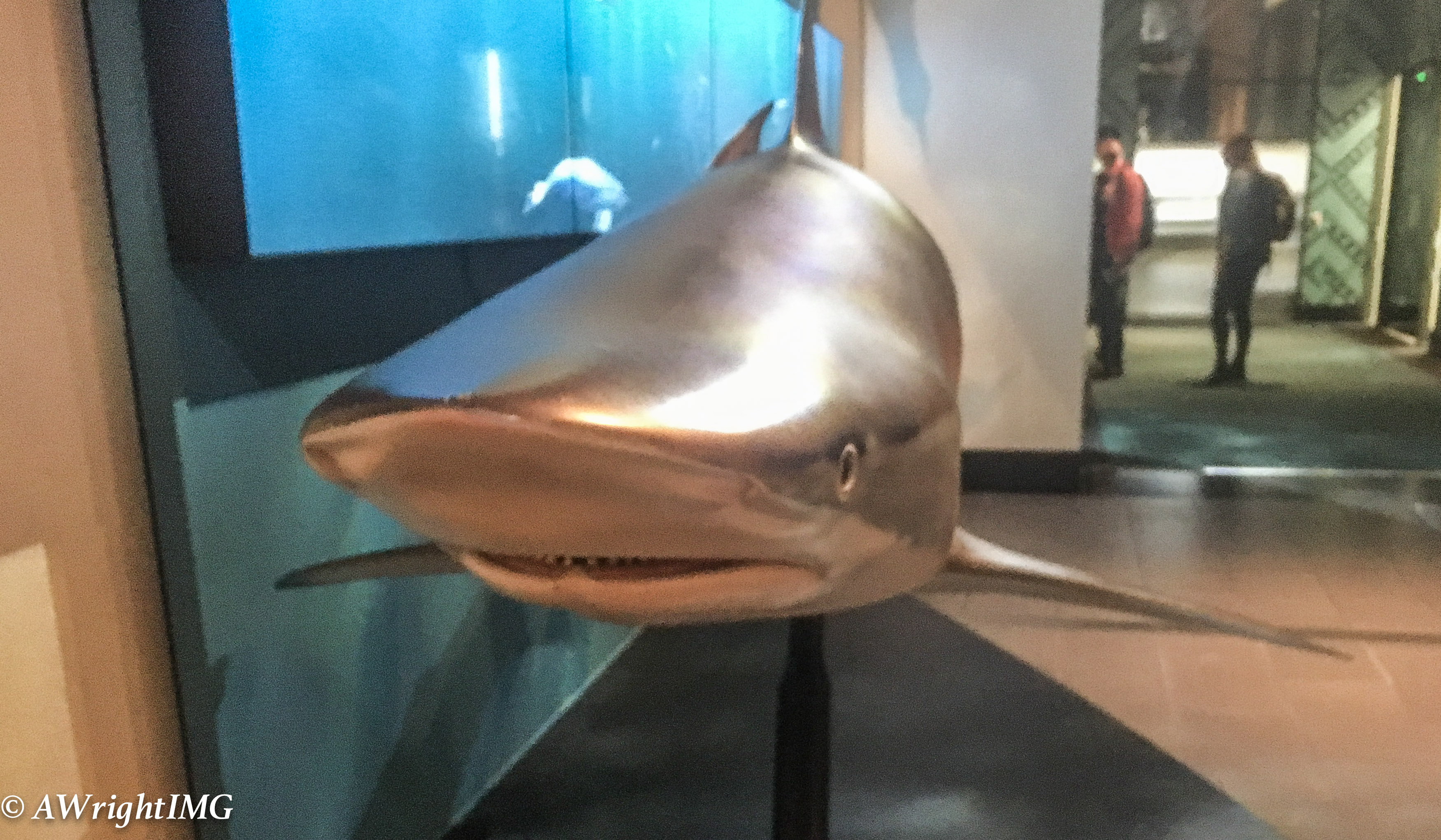Oceanic Whitetip