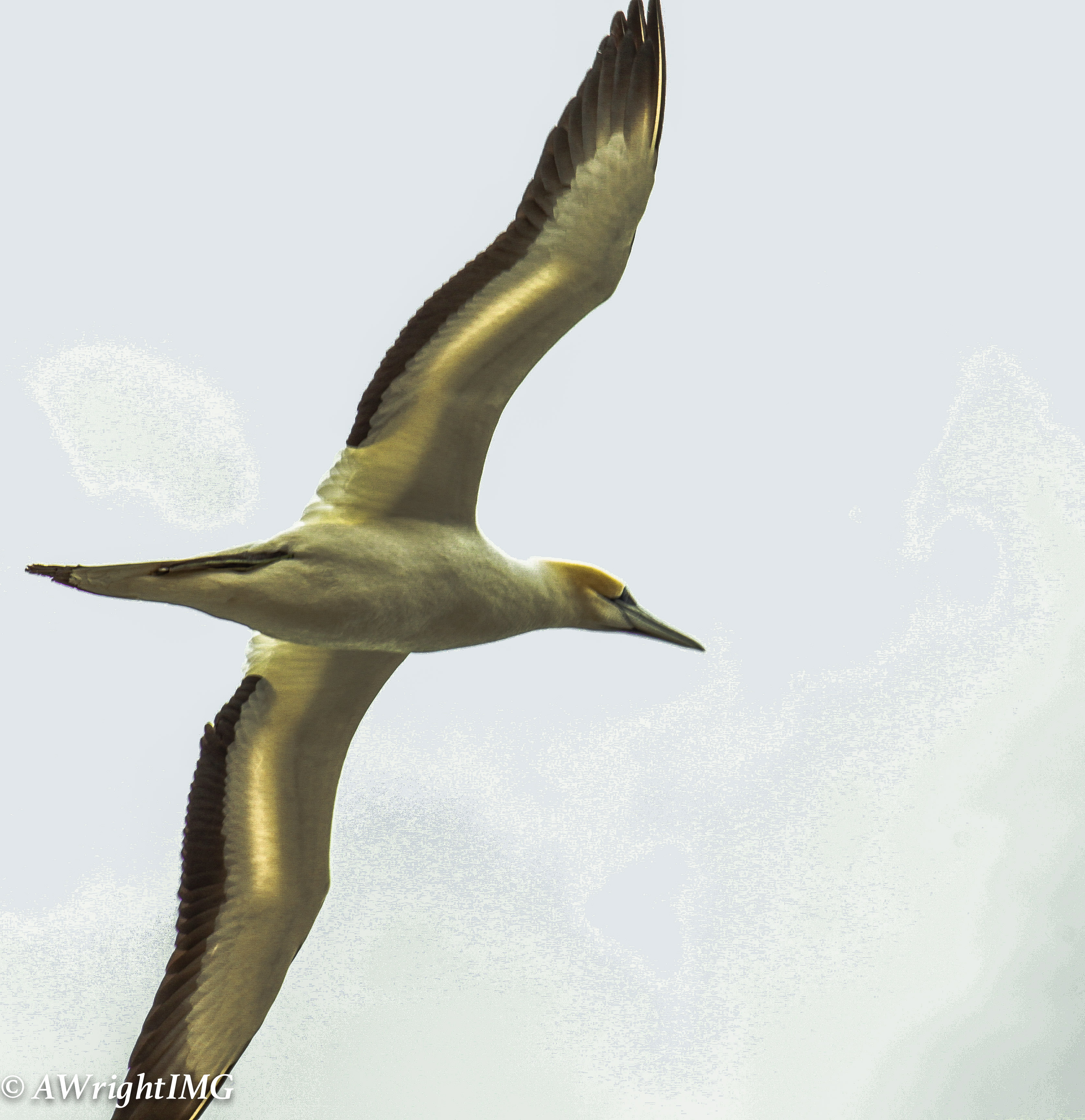 Gannet From Below
