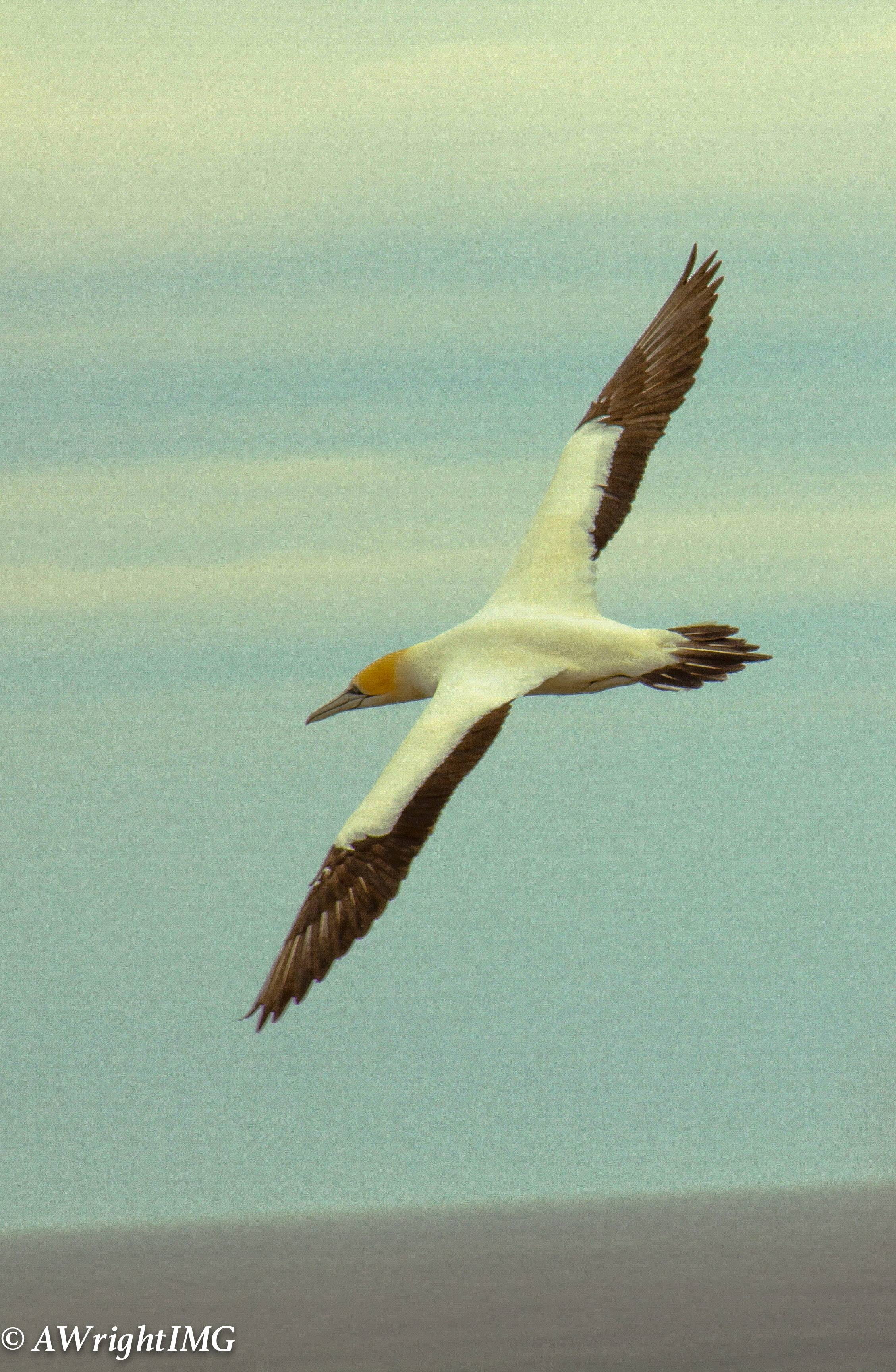 Mid Flight