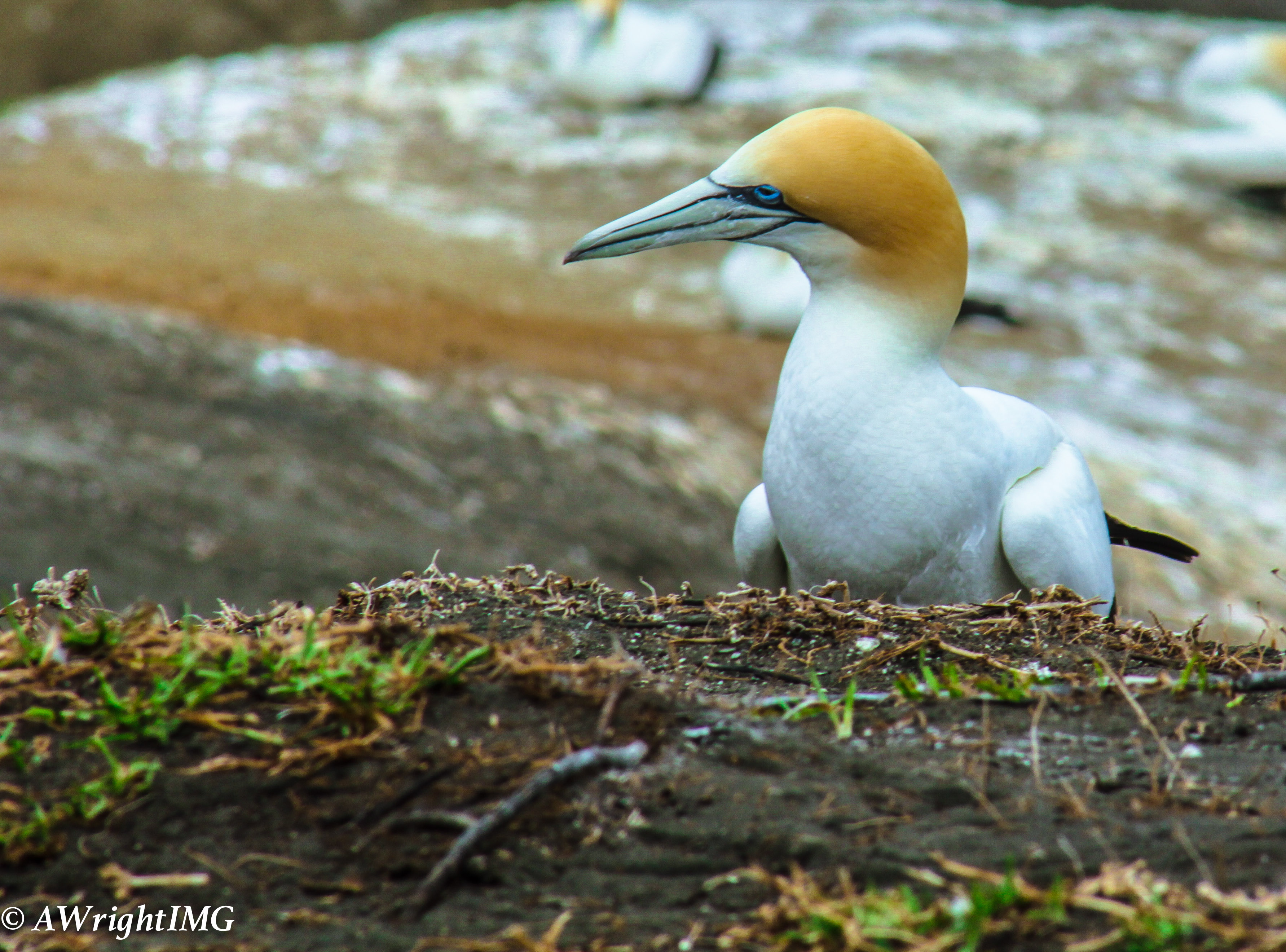 Gannet Island