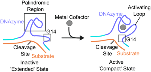 Excited to share our latest publication in ACS Chemical Biology!