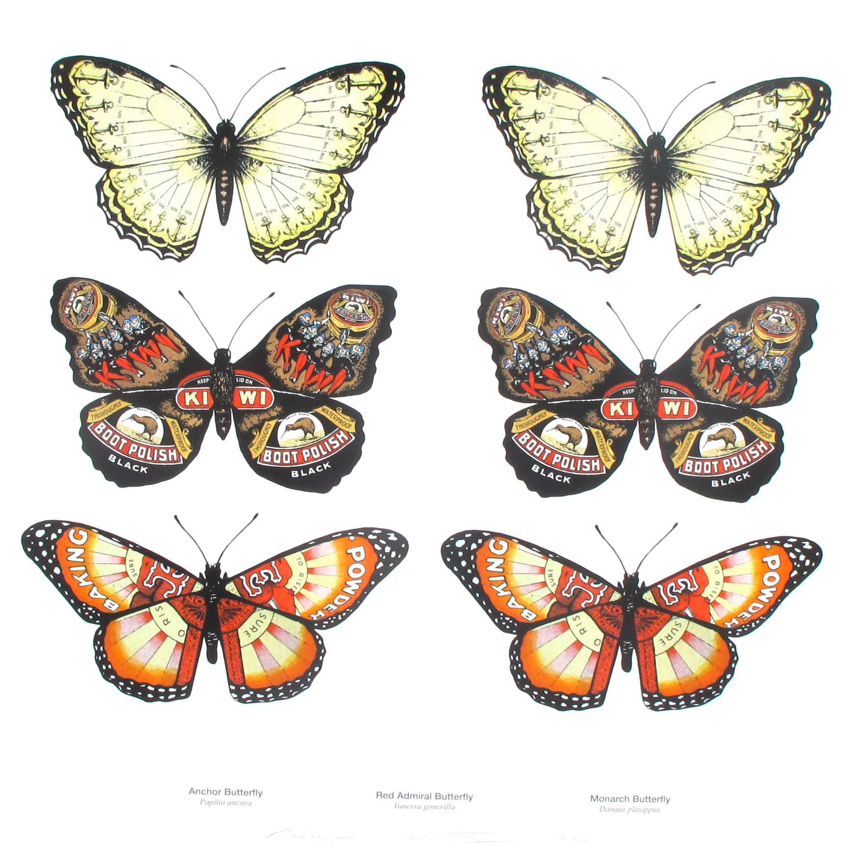 Lepidoptera