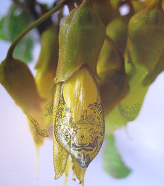 Spode Tattoo Hanging Kowhai.jpg