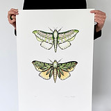 Holding paper - Puriri Moth - PB.jpeg