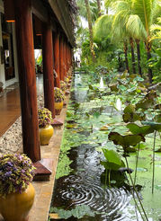 NBVS lotus pond.jpeg